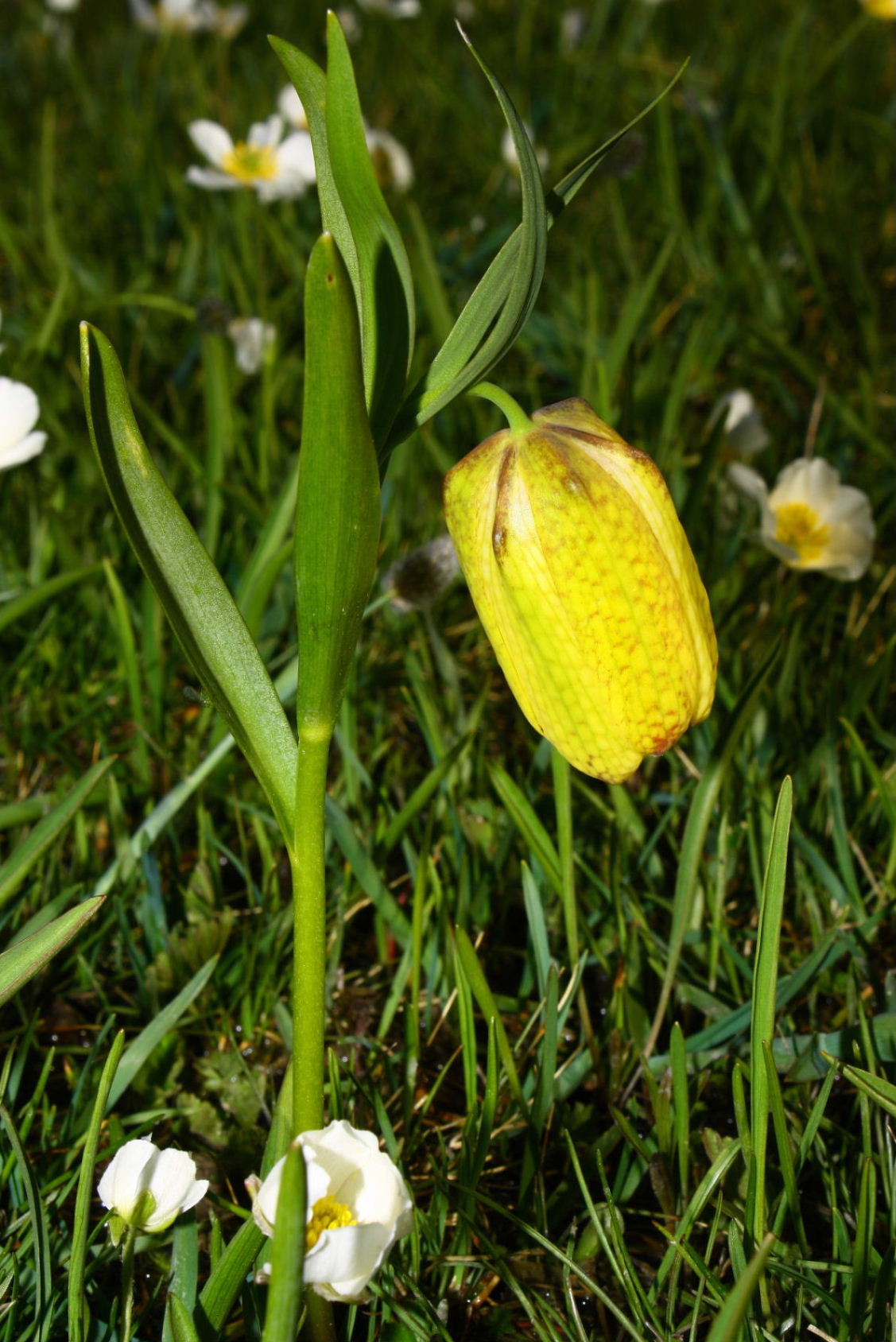 Fritillaria tubaeformis subsp. moggridgei / Meleagride di Moggridgei